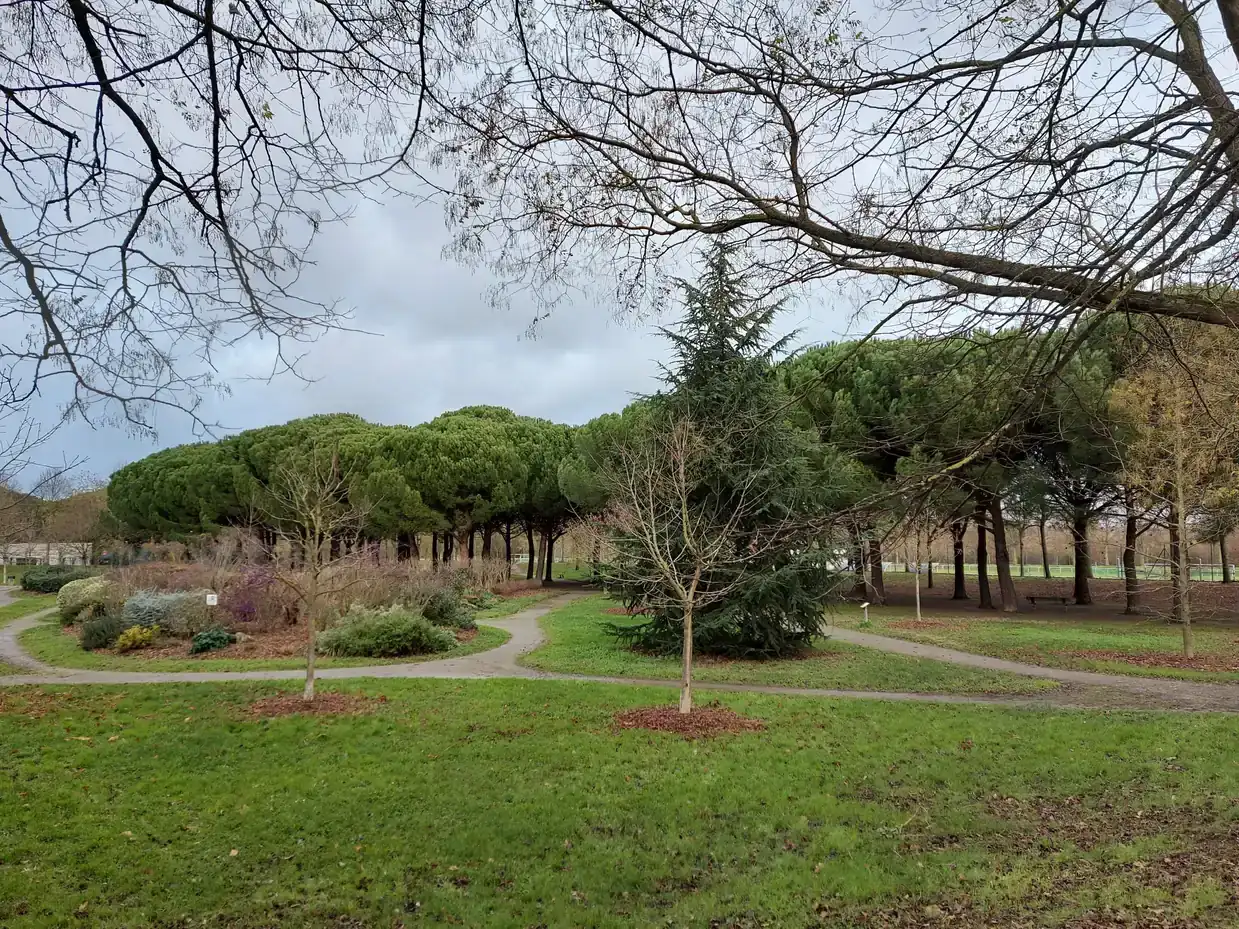 Un cèdre et des pins parasols dominent les pelouses du parc de la Plaine, à Toulouse, à deux pas des terrains de sport et d'un skateparc à l'opposé du parc.