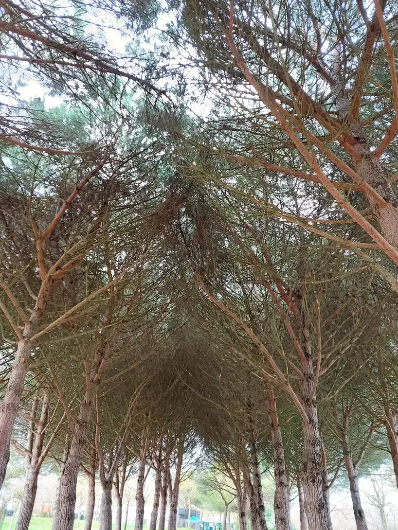 Sous la voûte des pins parasols du parc de la Plaine, à Toulouse, les branches forment un plafond de verdure.