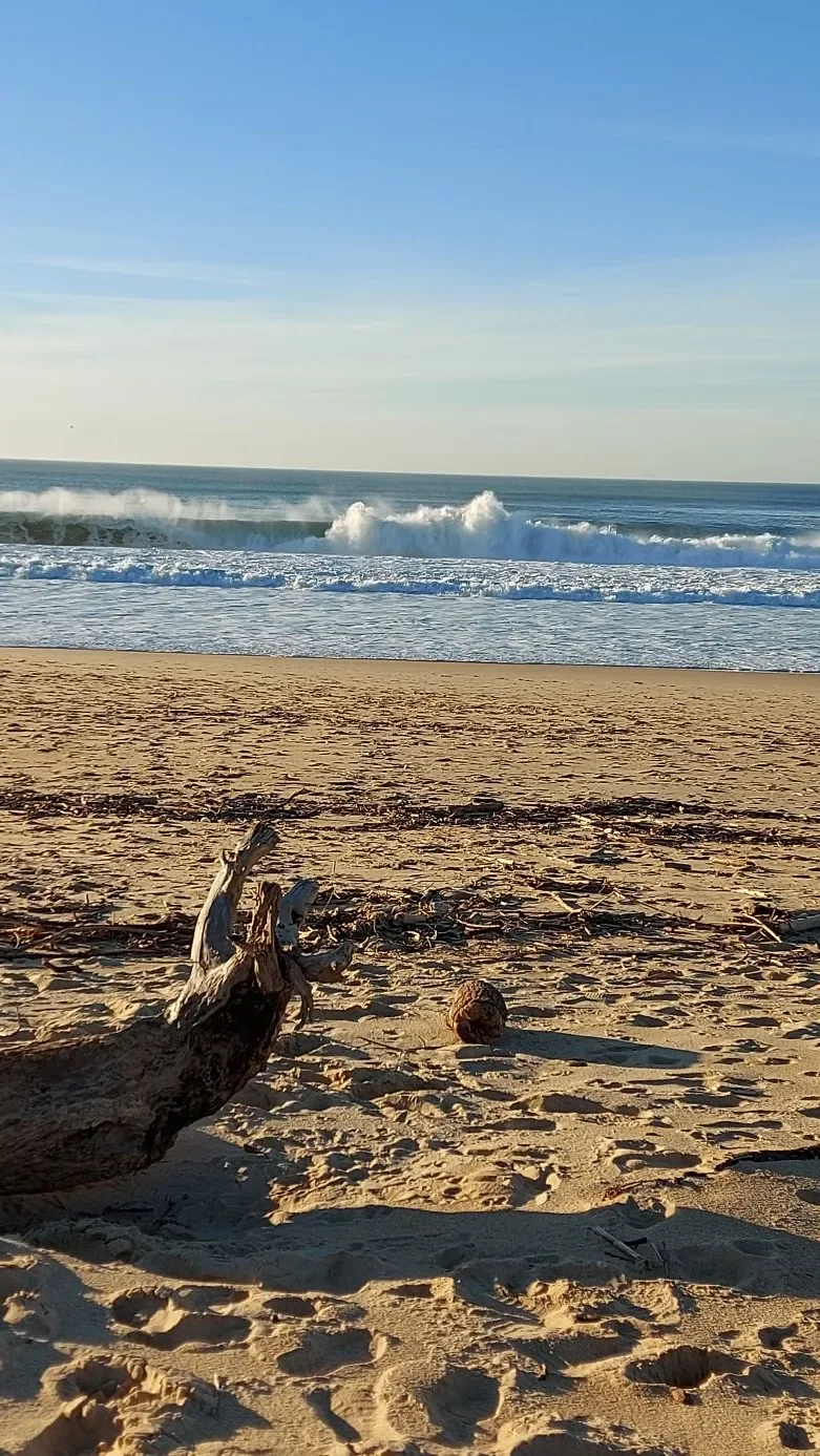 Un morceau de bois flotté sur le sable de Capbreton, avec une vague qui se brise au loin dans la lumière du soir.