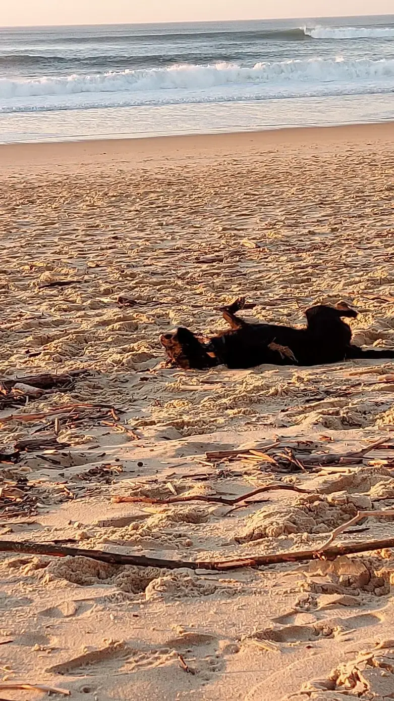 Rhapsody, notre chienne noire, se roule dans le sable doré de Capbreton, au bord de l'océan, dans la lumière du soir.