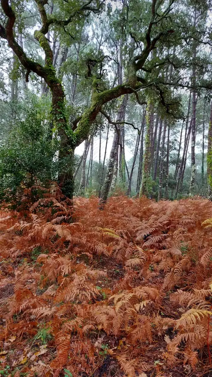 Un chêne couvert de mousse au milieu des fougères rousses de la forêt landaise, à Hossegor en automne