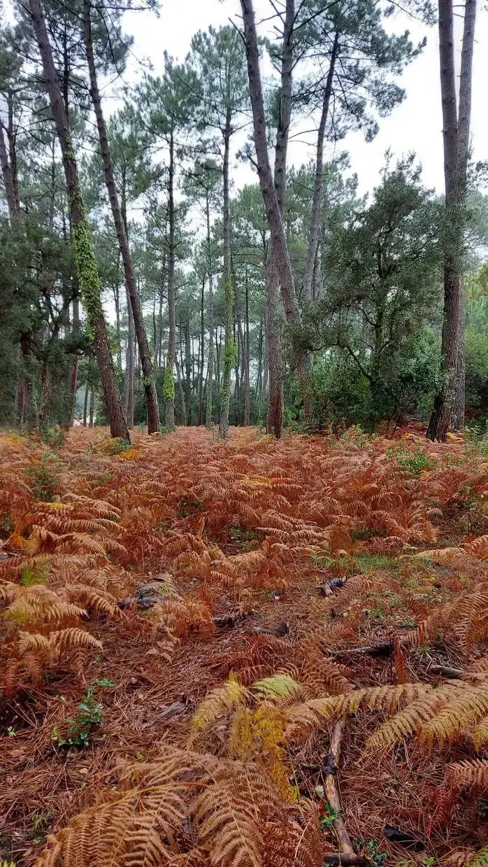 Sous les hauts pins maritimes d'Hossegor, un tapis de fougères rousses couvre le sous-bois à l'automne.