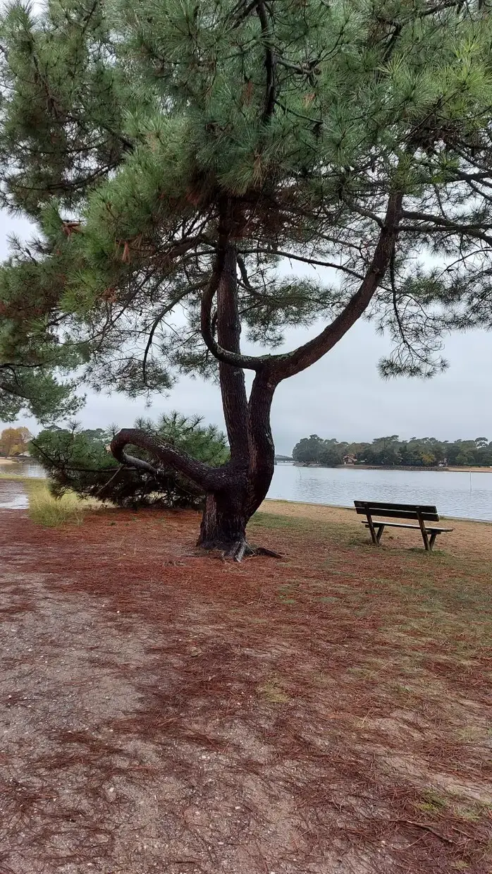 Un pin aux branches tordues et un banc face au lac marin d'Hossegor, un jour de ciel gris.