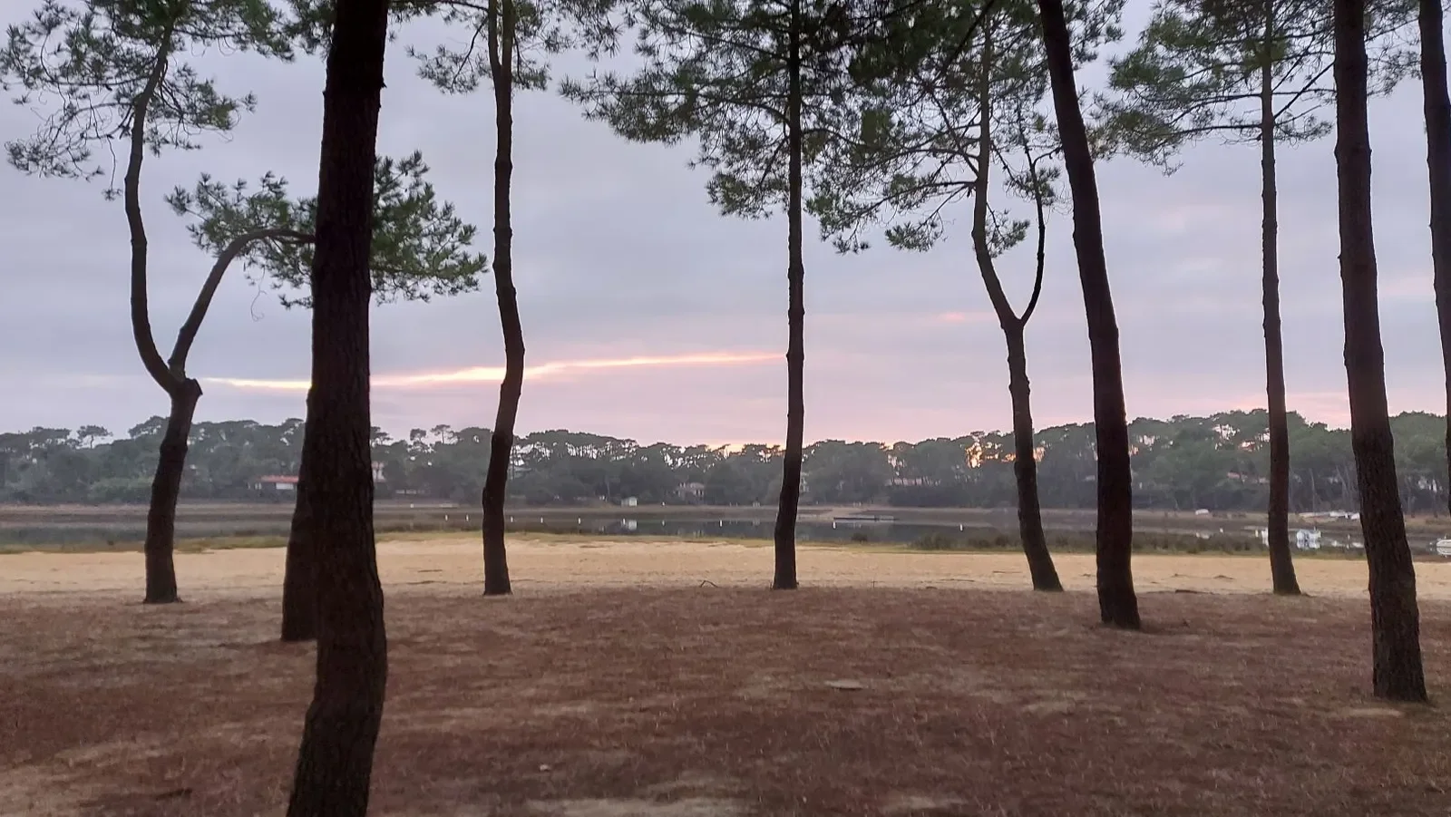 Des pins maritimes se découpent sur la plage du lac d'Hossegor, avec une lueur rose à l'horizon.