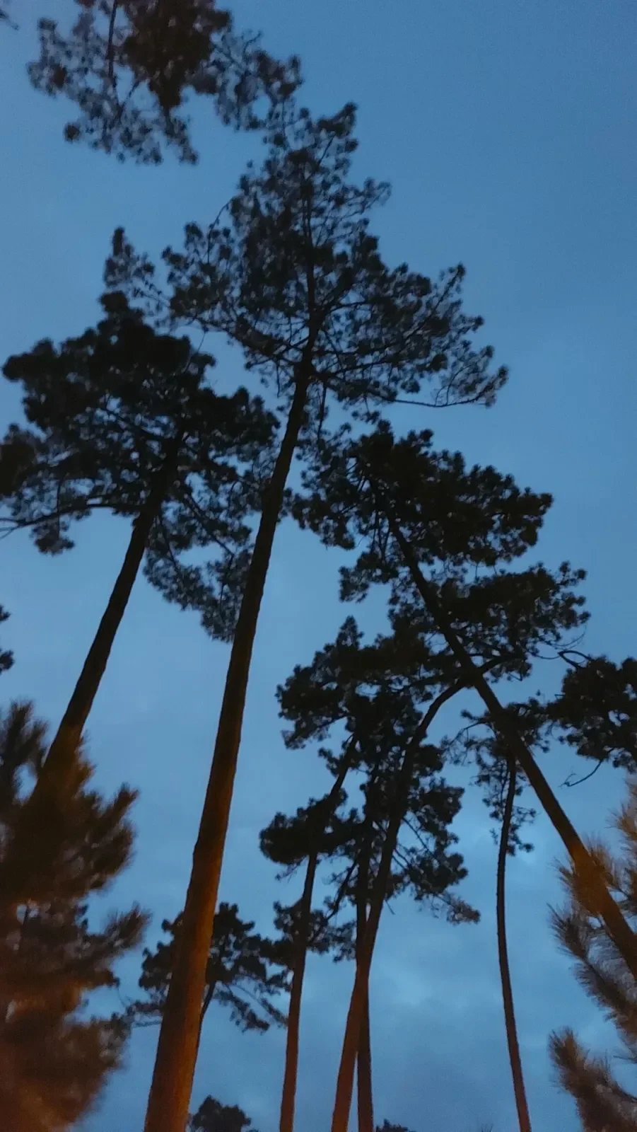 Les hauts pins maritimes d’Hossegor se découpent sur le ciel bleu à la tombée de la nuit.
