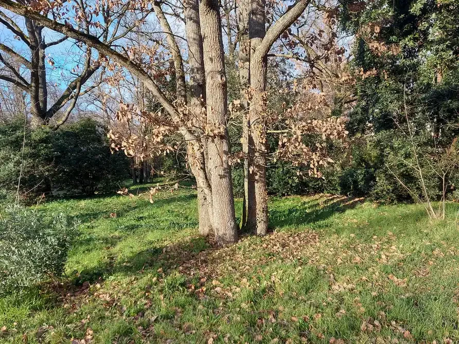 Chêne aux feuilles sèches dorées sur une pelouse verte, dans un parc de Toulouse en automne