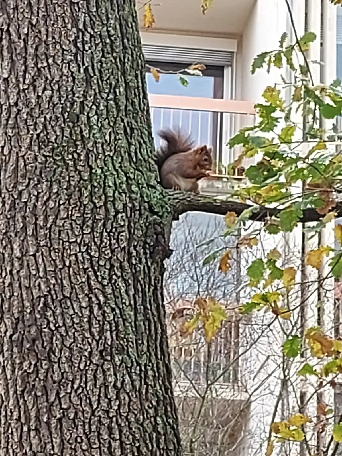 Un écureuil roux qui grignote tranquillement, dans notre bois.