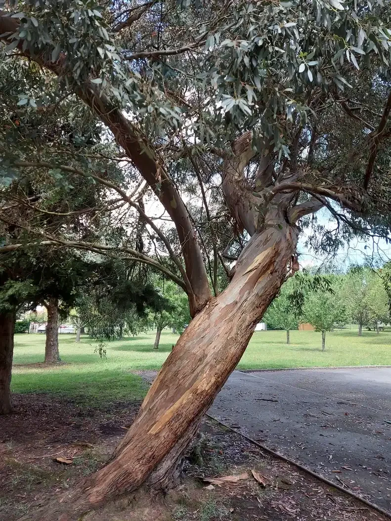 Eucalyptus penché à l'écorce qui s'écaille, dans le parc avec des pelouses et des arbres au fond