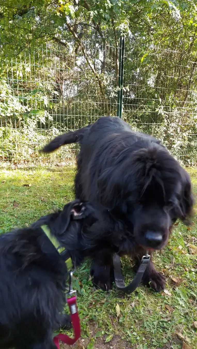 Rhapsody et Fidji qui jouent sur une pelouse.