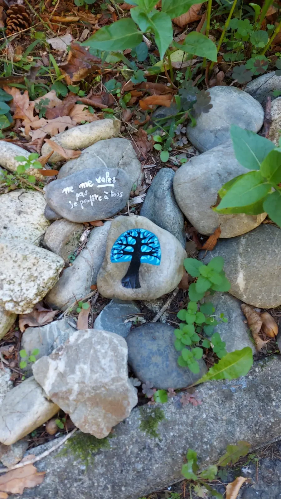 Galets peints dans un massif : un arbre noir sur fond bleu et un galet avec le message « Ne me volez pas, je profite à tous »