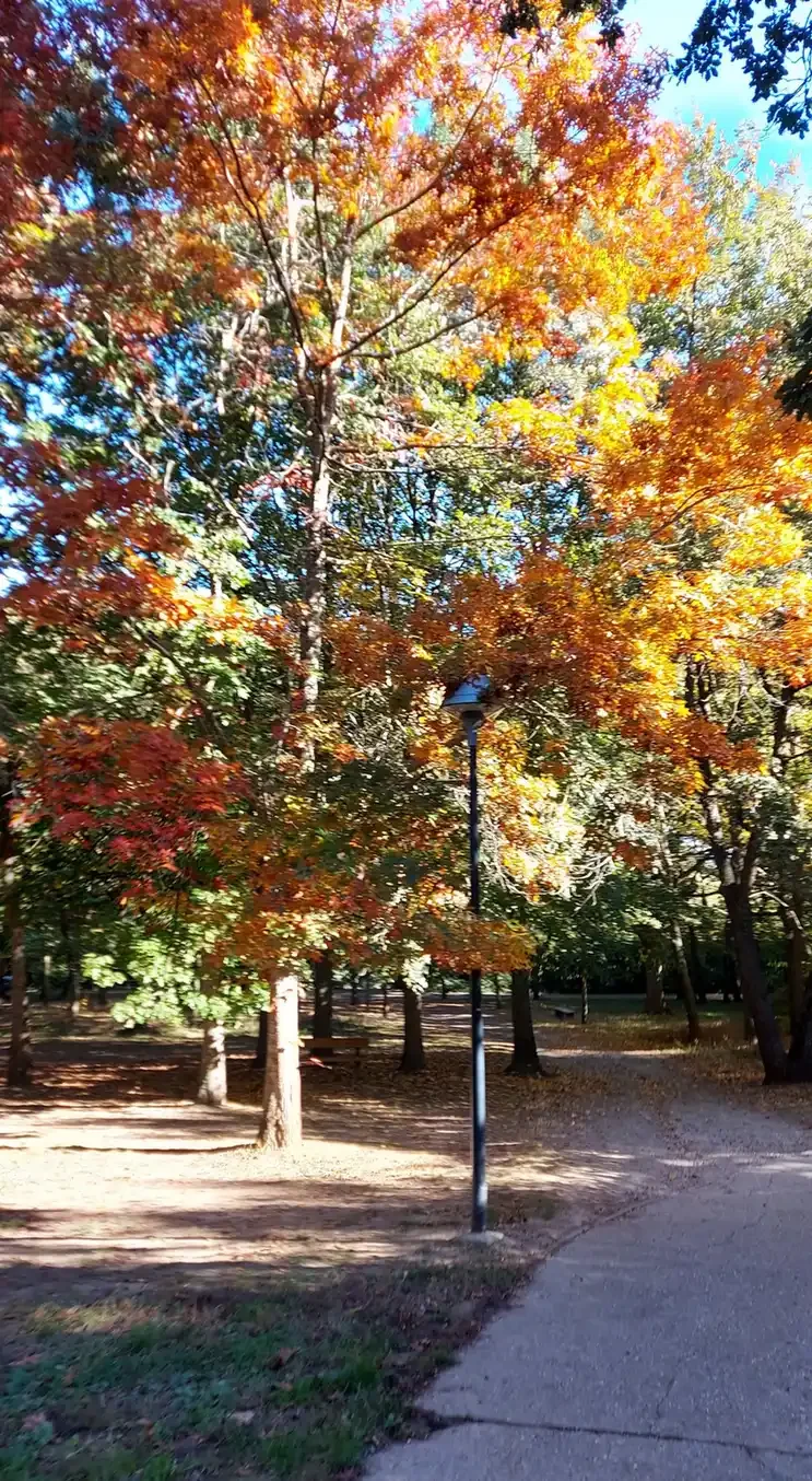 Arbres aux feuilles orange et rouges le long d'une allée du parc de Limayrac, avec un lampadaire au milieu