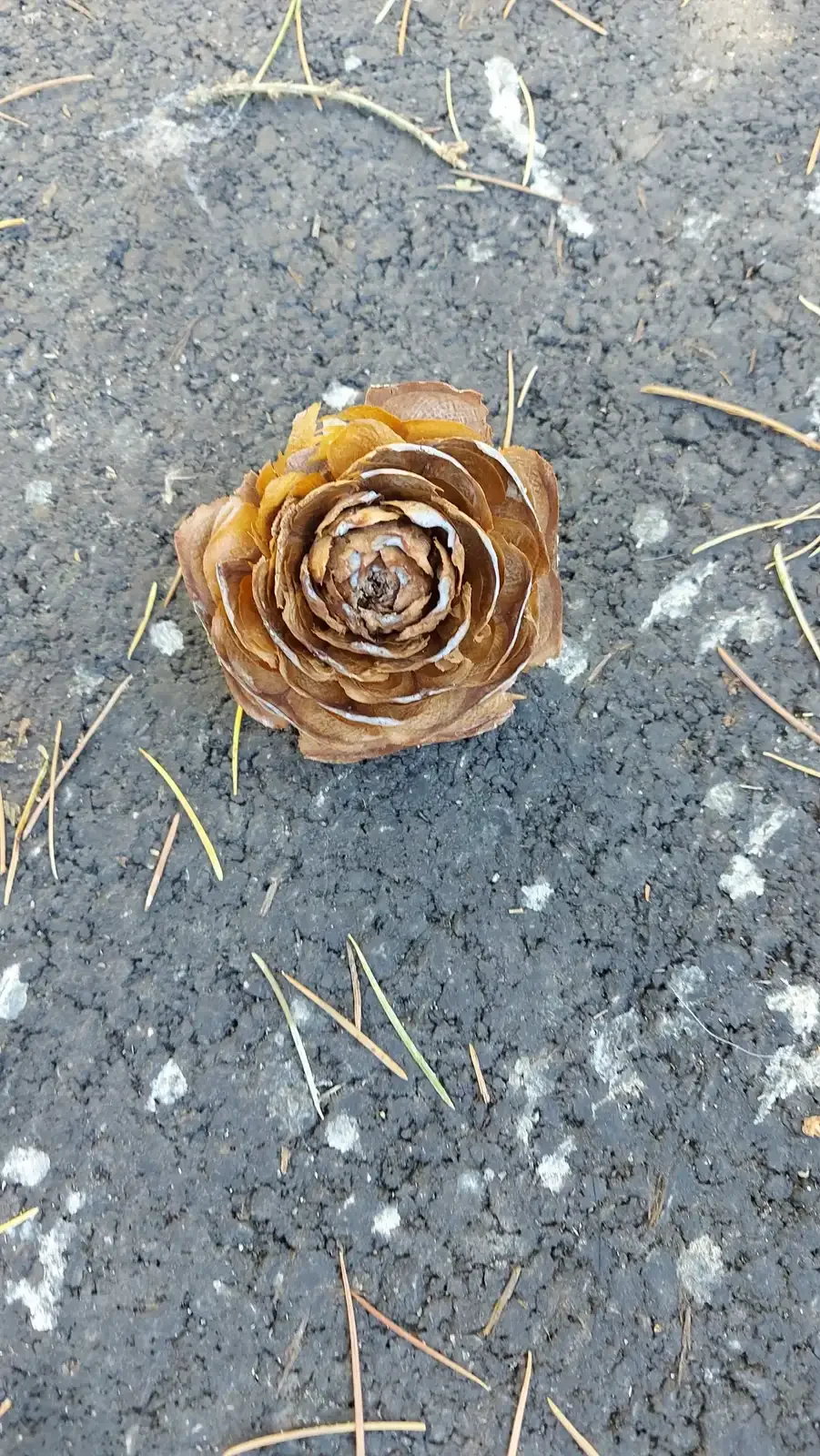 Un cône de cèdre ouvert comme une rose, tombé sur le chemin.