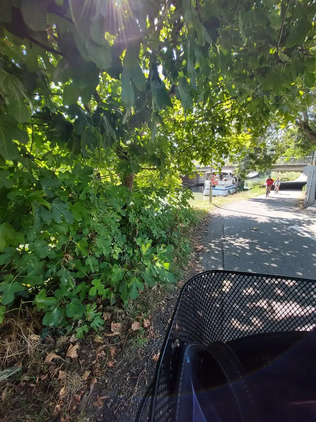 Sous les figuiers, la piste cyclable longe les péniches. Il fait chaud, et l'ombre est une aide précieuse.