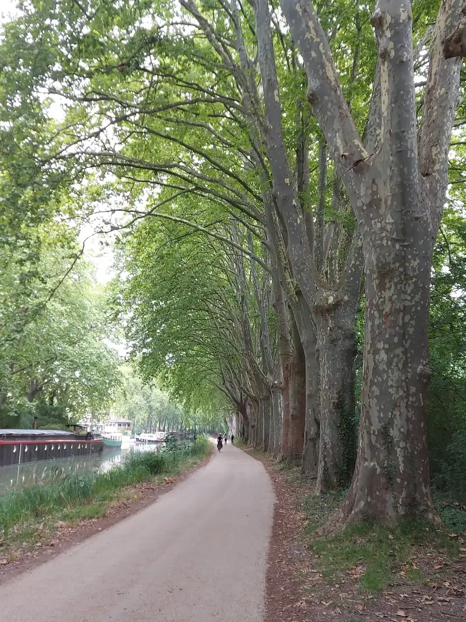 Chemin de halage en gravier sous les platanes, au bord du canal du Midi, avec des péniches amarrées et un cycliste au loin